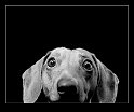dachshund-wallpaper-1920x1080-border
