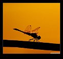 dragonfly on a stick-wallpaper-1280x960-border