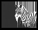 zebra melting-wallpaper-1280x960-border